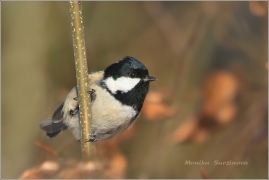<p>SÝKORA UHELNÍČEK (Periparus ater)</p>